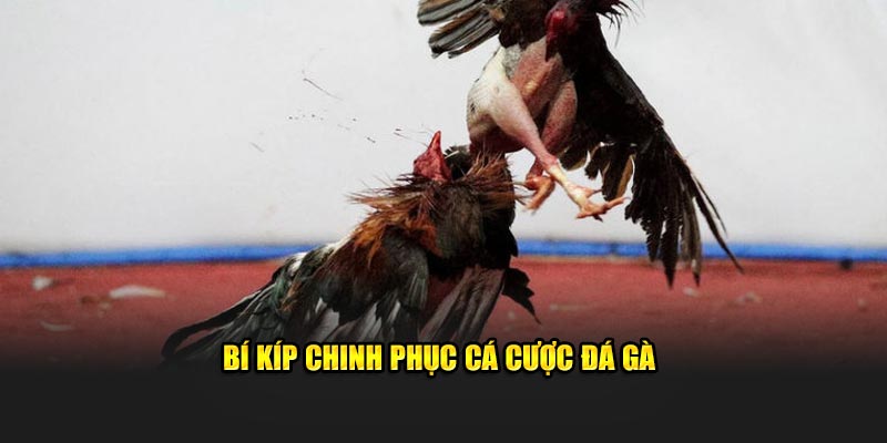 Bí kíp chinh phục kèo đá gà