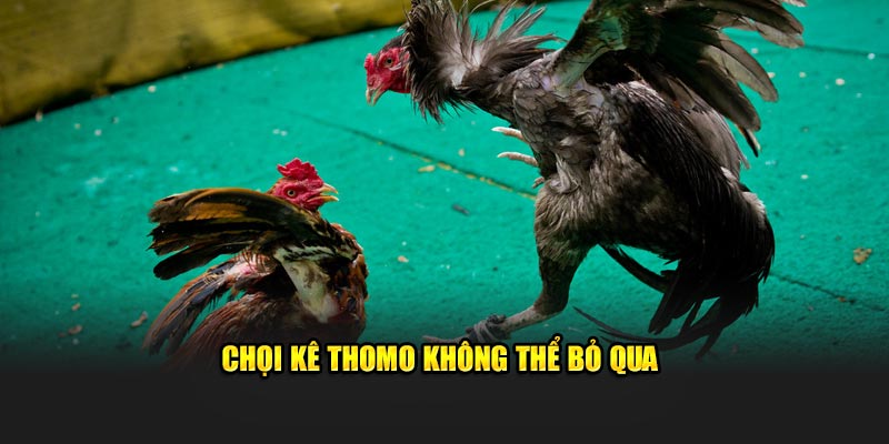 Chọi kê THOMO không thể bỏ qua