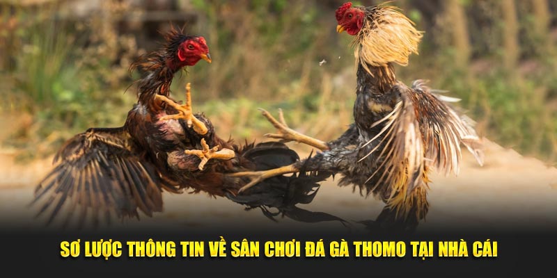 Sơ lược thông tin về sân chơi đá gà Thomo tại nhà cái