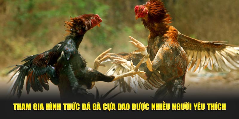 Tham gia hình thức đá gà cựa dao được nhiều người yêu thích